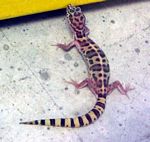 Gecko